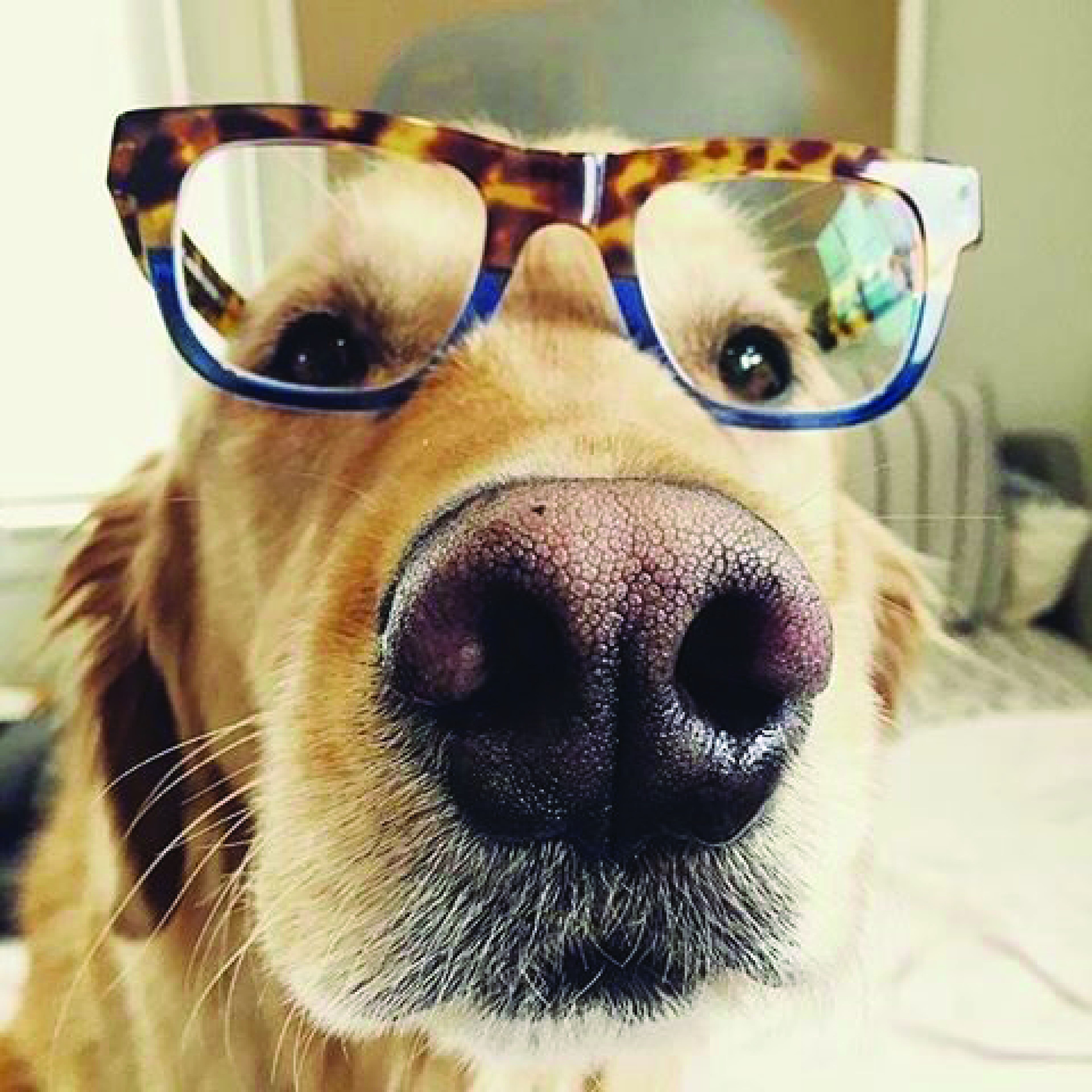 glasses-dog