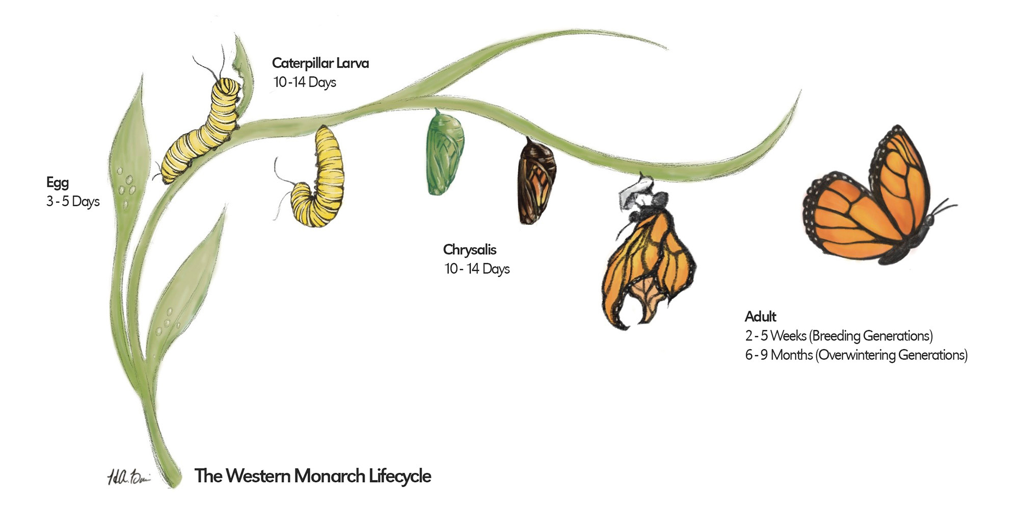 monarch lifecycle banner H1000 signed